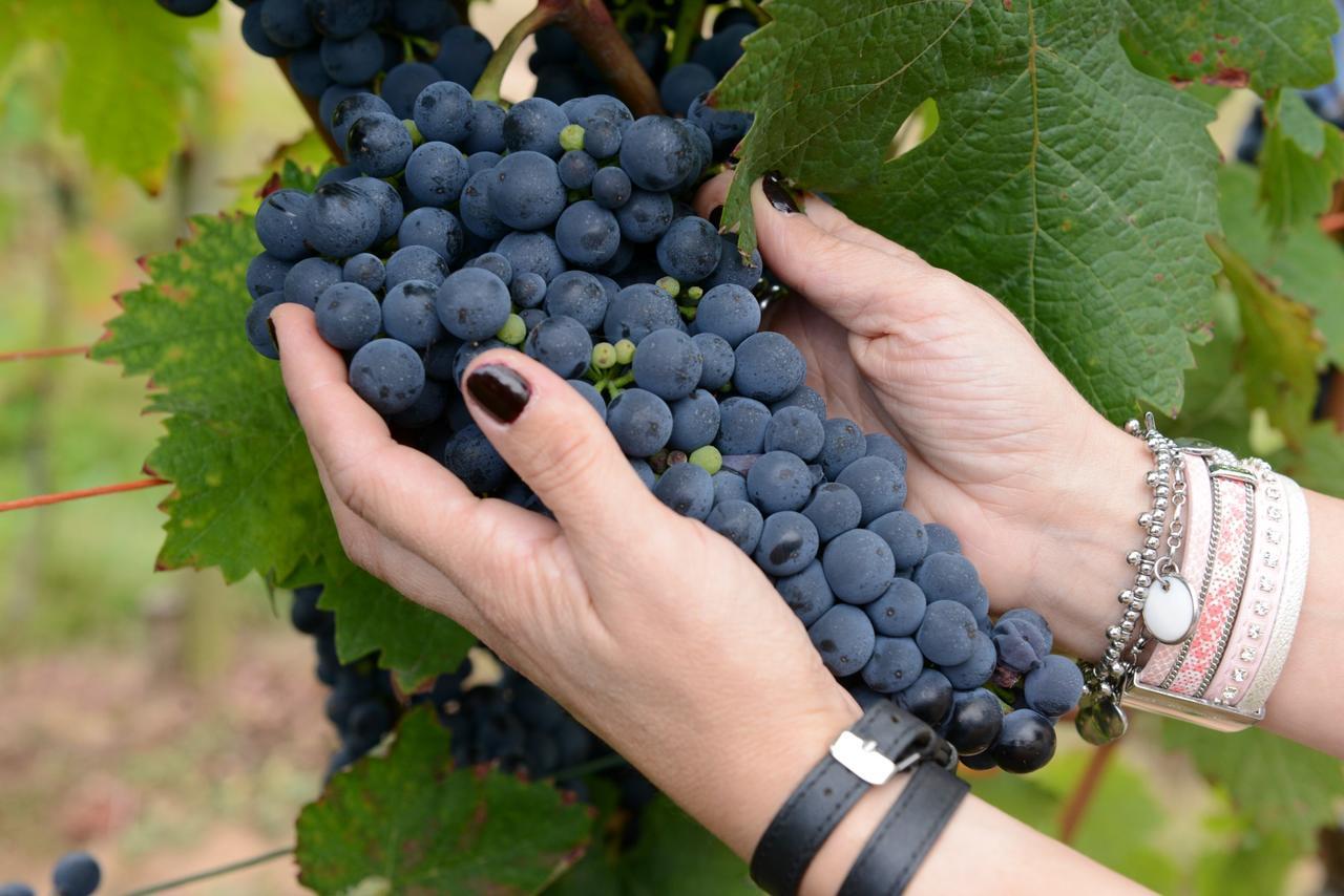 Weingut Erich Serwazi Mesenich Exteriér fotografie